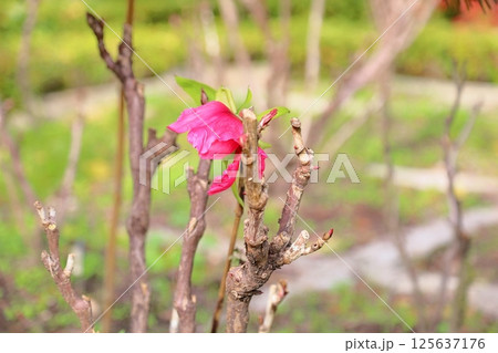 寒牡丹の花 寒牡丹の花 125637176