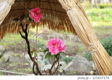 寒牡丹の花 125637178