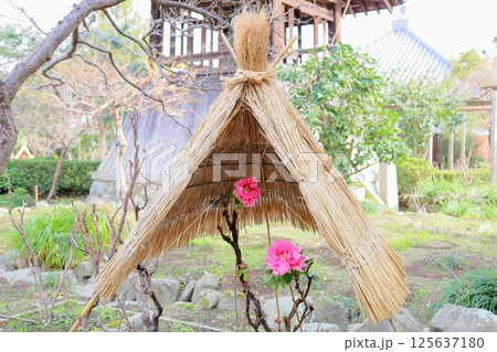 寒牡丹の花 125637180