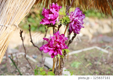 寒牡丹の花 寒牡丹の花 125637181