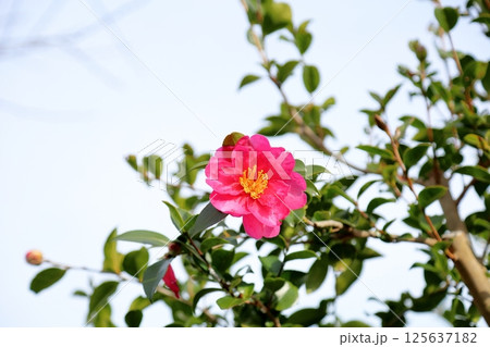 山茶花の花 125637182