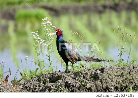 キジ pheasant / Japan キジ pheasant / Japan 125637188