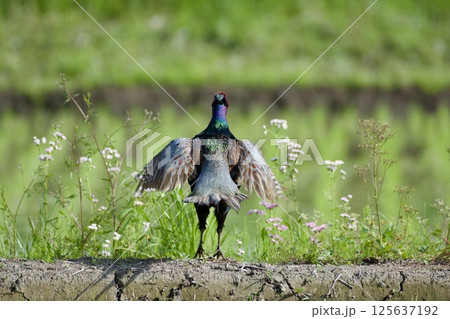 キジ pheasant / Japan キジ pheasant / Japan 125637192