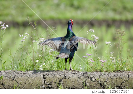キジ pheasant / Japan 125637194