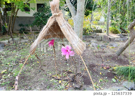 寒牡丹の花 寒牡丹の花 125637339