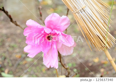 寒牡丹の花 寒牡丹の花 125637340