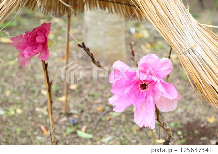 寒牡丹の花 寒牡丹の花 125637341