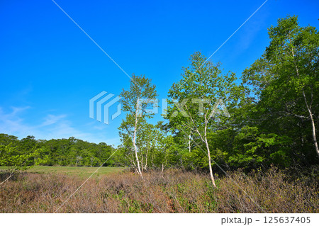 青空に映える高原の田代湿原　ブナ林　奥利根水源の森　みなかみ町　　　 125637405