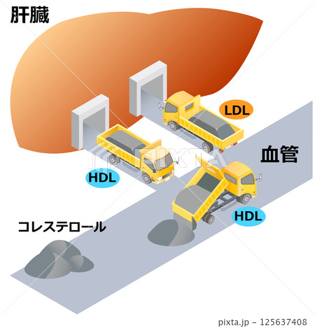 コレステロールと肝臓のしくみ 125637408