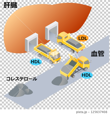 コレステロールと肝臓のしくみ 125637408