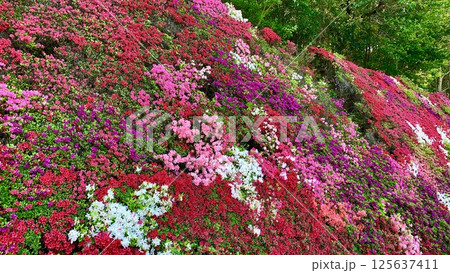 カラフルなキリシマツツジの花の壁〈全トヨタ労連研修センターつどいの丘/愛知県豊田市〉 カラフルなキリシマツツジの花の壁〈全トヨタ労連研修センターつどいの丘/愛知県豊田市〉 125637411