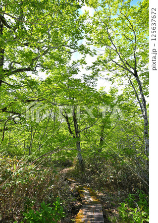 ブナ林の原生林 高原の田代湿原遊歩道 奥利根水源の森 みなかみ町    ブナ林の原生林 高原の田代湿原遊歩道 奥利根水源の森 みなかみ町    125637672