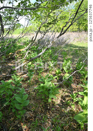 田代湿原 林床のコバイケイソウの群生 初夏の風景 群馬県 田代湿原 林床のコバイケイソウの群生 初夏の風景 群馬県 125637746