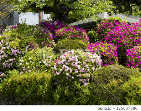 五月山公園に咲くツツジの花 五月山公園に咲くツツジの花 125637886