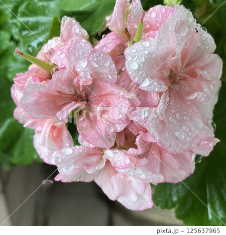 雨後のゼラニウム 雨後のゼラニウム 125637965