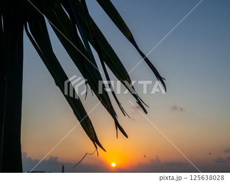 Sunset on the background of palm leaves. Leaf silhouettes. Beach of the Black Sea coast. Defocus. The concept of an evening at the resort. Beach on the sea and the sun. 125638028