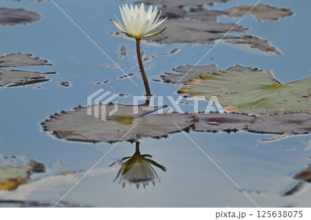 池の水面に鏡のように映る蓮の花 池の水面に鏡のように映る蓮の花 125638075