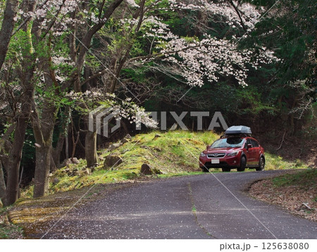 桜の花びらの林道とインプレッサXV 125638080