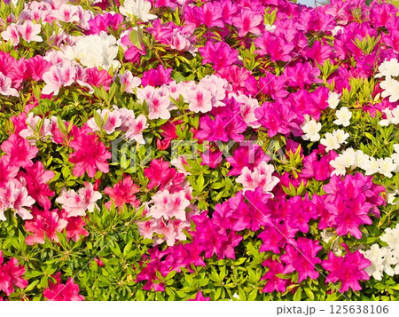 朝日を浴びたカラフルなツツジの壁 朝日を浴びたカラフルなツツジの壁 125638106