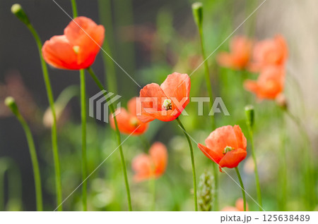 長実雛芥子(ながみひなげし) 125638489