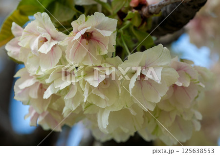 桜 信濃川・やすらぎ堤の化粧咲きの鬱金桜 (うこんざくら) 桜 信濃川・やすらぎ堤の化粧咲きの鬱金桜 (うこんざくら) 125638553
