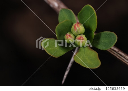 自然 植物 メギ、漢字で書くと『目木』。生薬として目薬になったり殺菌や健胃の効果があるそうです 自然 植物 メギ、漢字で書くと『目木』。生薬として目薬になったり殺菌や健胃の効果があるそうです 125638639