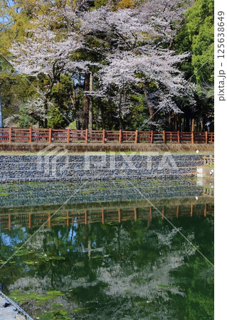 間々田八幡宮の弁天池に映る桜の水鏡 間々田八幡宮の弁天池に映る桜の水鏡 125638649
