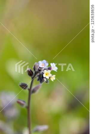 花の色が変化する勿忘草(ミオソティス・ディスカラー:myosotis discolor) 125638656