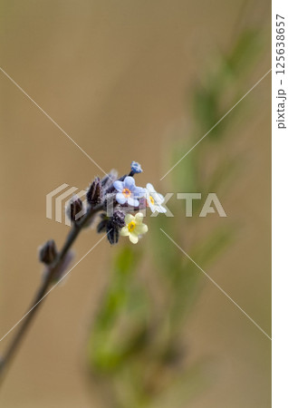 花の色が変化する勿忘草(ミオソティス・ディスカラー:myosotis discolor) 花の色が変化する勿忘草(ミオソティス・ディスカラー:myosotis discolor) 125638657