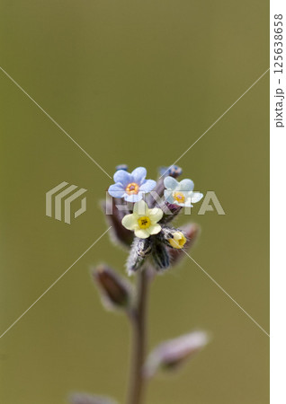 花の色が変化する勿忘草(ミオソティス・ディスカラー:myosotis discolor) 125638658