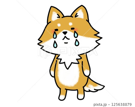 ハラハラと泣く柴犬さん ハラハラと泣く柴犬さん 125638879