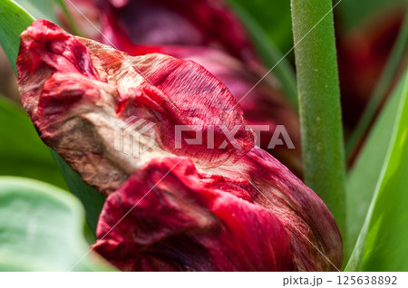 朽ちた赤いチューリップ 125638892