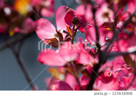 花水木 125638906
