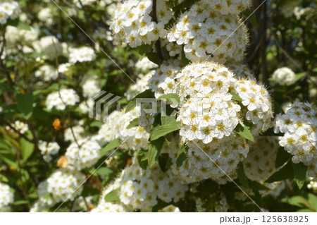 かわいいコデマリ 125638925