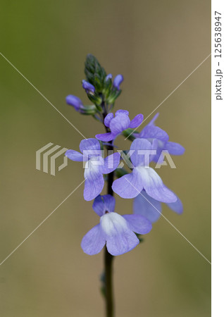 松葉海蘭 125638947