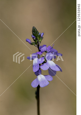 松葉海蘭 125638948