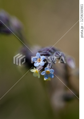花の色が変化する勿忘草(ミオソティス・ディスカラー:myosotis discolor) 花の色が変化する勿忘草(ミオソティス・ディスカラー:myosotis discolor) 125638981