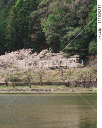 津市白山町の真見河川公園の桜並木を走る名松線 125639213