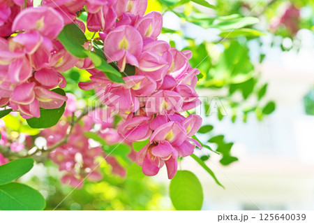 ピンク色のベニバナニセアカシアの花（春、四月） 125640039