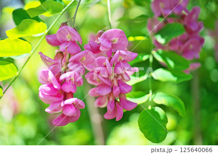 ピンク色のベニバナニセアカシアの花（春、四月） 125640066