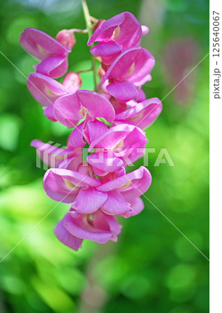 ピンク色のベニバナニセアカシアの花（春、四月） 125640067