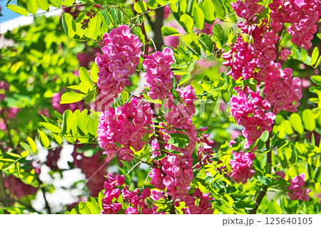 ピンク色のベニバナニセアカシアの花（春、四月） 125640105