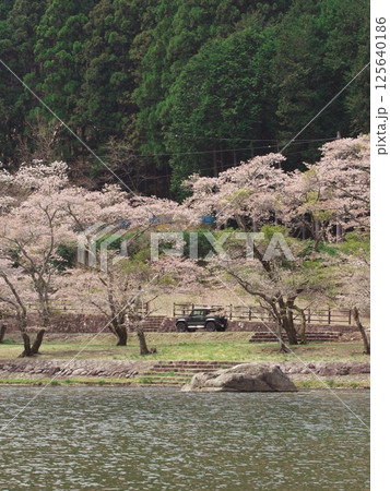 津市白山町の真見河川公園の桜並木を走る車 125640186