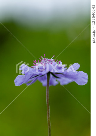 高原の可憐なマツムシソウの薄紫色の花2 高原の可憐なマツムシソウの薄紫色の花2 125640343