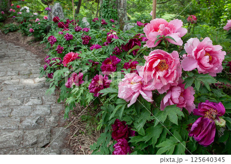 石畳みと満開のボタンの花 125640345