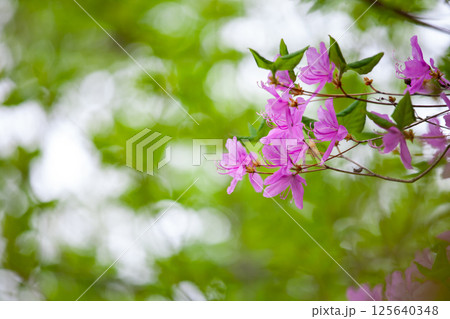 新緑の森に可憐に咲くミツバツツジの花2 125640348