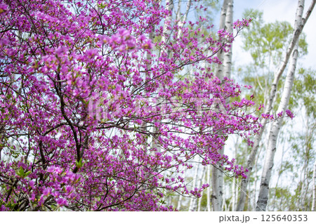 白樺林に咲く満開のミツバツツジの花2 125640353