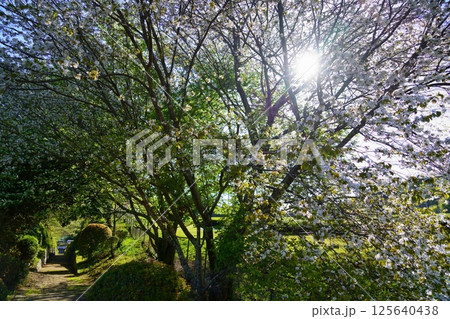 春日宮天皇陵への春の道 春日宮天皇陵への春の道 125640438