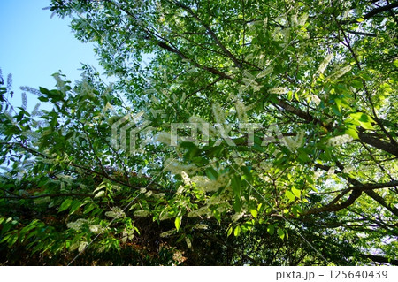 春日宮天皇陵入口のウワミズザクラ 春日宮天皇陵入口のウワミズザクラ 125640439