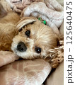 毛布の上で眠そうなチワプー 125640475